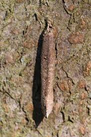 Attēlu rezultāti vaicājumam “Taleporia tubulosa”