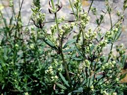 Attēlu rezultāti vaicājumam “Galium schultesii”