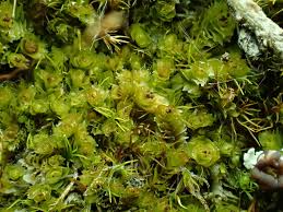 Attēlu rezultāti vaicājumam “Tritomaria”