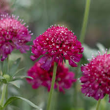 Image result for Scabiosa canescens