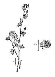 Attēlu rezultāti vaicājumam “Medicago lupulina flower”