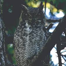 Attēlu rezultāti vaicājumam “Bubo bubo”
