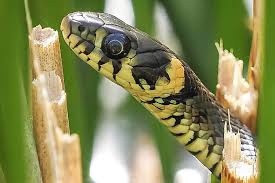 Image result for Ringelnatter