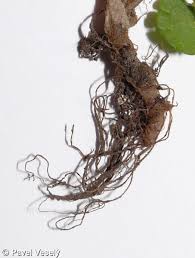 Attēlu rezultāti vaicājumam “Chrysosplenium alternifolium fruit”