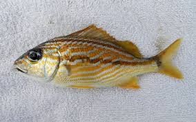 Image result for Haemulon flavolineatum