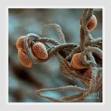 Attēlu rezultāti vaicājumam “Physarum contextum spores”