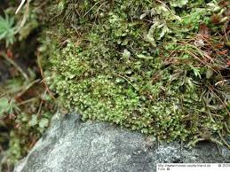 Attēlu rezultāti vaicājumam “Scapania lingulata”