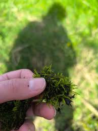 Attēlu rezultāti vaicājumam “Cratoneuron filicinum”