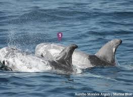 Image result for Grampus griseus