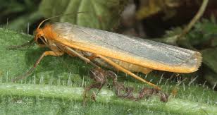 Attēlu rezultāti vaicājumam “Eilema depressa imago”