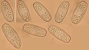 Attēlu rezultāti vaicājumam “Sarcoscypha austriaca”