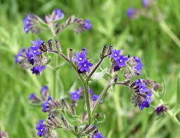 Attēlu rezultāti vaicājumam “Anchusa arvensis flower”
