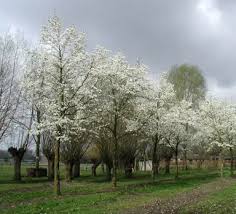 Attēlu rezultāti vaicājumam “Magnolia kobus”