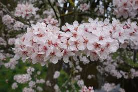 Attēlu rezultāti vaicājumam “Prunus cerasifera var. divaricata”