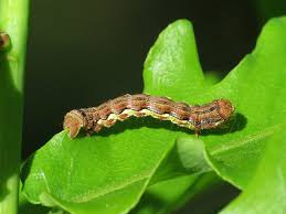 Attēlu rezultāti vaicājumam “Erannis defoliaria”
