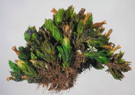 Attēlu rezultāti vaicājumam “Orthotrichum speciosum sporophyte”