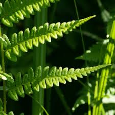 Attēlu rezultāti vaicājumam “Dryopteris cristata”