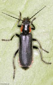 Attēlu rezultāti vaicājumam “Cantharis obscura”