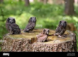 Image result for Aegolius funereus