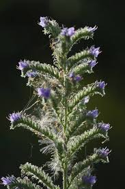 Attēlu rezultāti vaicājumam “Echium vulgare bud”