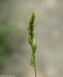 Attēlu rezultāti vaicājumam “Dactylis glomerata subsp. glomerata”