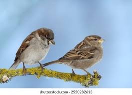 Attēlu rezultāti vaicājumam “Passer domesticus male”