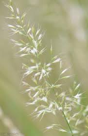 Attēlu rezultāti vaicājumam “Trisetum flavescens flower”