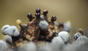 Attēlu rezultāti vaicājumam “Physarum nitens”