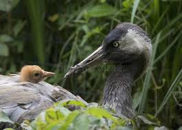 Attēlu rezultāti vaicājumam “Grus grus nest”
