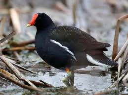 Attēlu rezultāti vaicājumam “Gallinula chloropus adult”