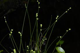 Attēlu rezultāti vaicājumam “Carex loliacea”