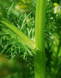 Attēlu rezultāti vaicājumam “Matricaria discoidea leaf”