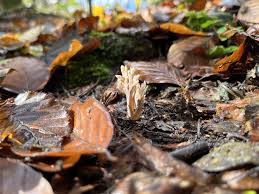 Attēlu rezultāti vaicājumam “Clavulina coralloides”