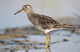 Image result for Calidris melanotos