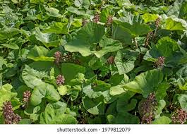 Image result for Petasites officinalis