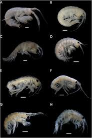 Attēlu rezultāti vaicājumam “Amphipoda”