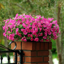 Image result for Petunia hybrida