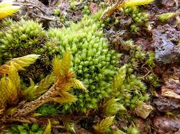 Attēlu rezultāti vaicājumam “Pohlia nutans sporophyte”