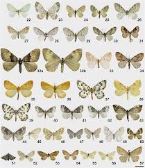 Attēlu rezultāti vaicājumam “Trichopteryx carpinata”