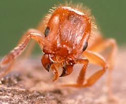 Attēlu rezultāti vaicājumam “Anthrenus sp. imago”