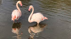 Image result for parque natural de camargue