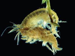 Attēlu rezultāti vaicājumam “Amphipoda”