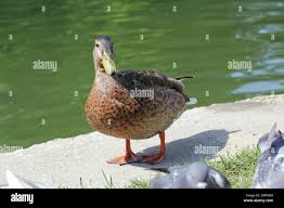 Attēlu rezultāti vaicājumam “Anas platyrhynchos juvenile”