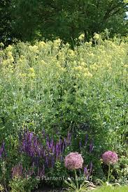 Attēlu rezultāti vaicājumam “Thalictrum flavum”