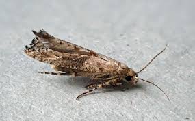 Attēlu rezultāti vaicājumam “Agonopterix alstromeriana”