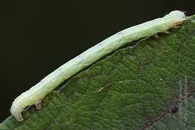 Attēlu rezultāti vaicājumam “Cabera exanthemata”