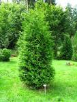 Nursery Inc <b>Thuja</b> occidentalis Smaragd Eastern Arborvitae <b>Thuja</b> Plant