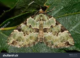 Attēlu rezultāti vaicājumam “Colostygia pectinataria”