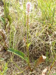 Attēlu rezultāti vaicājumam “Bistorta major leaf”