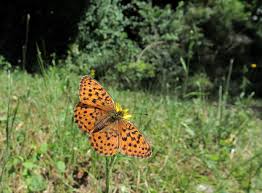 Attēlu rezultāti vaicājumam “Brenthis daphne underside”